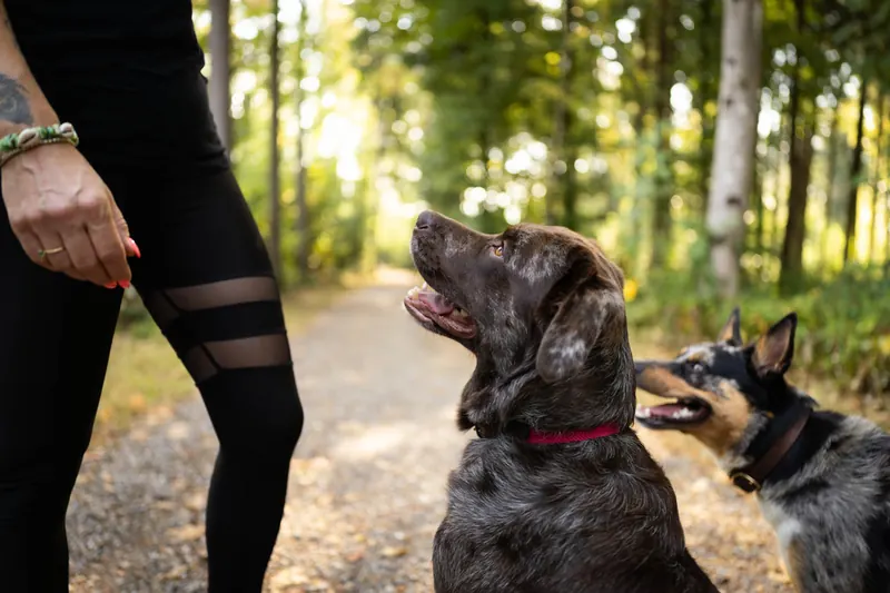 Zwei Hunde halten beim Spaziergang Blickkontakt zu ihrer Halterin