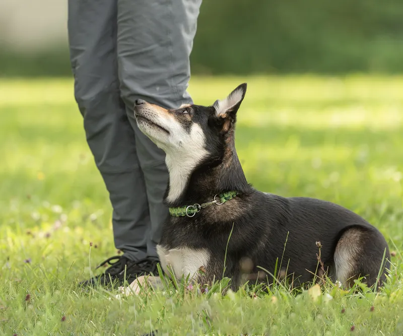 Hund liegt im Gras und schaut aufmerksam zu seinem Menschen hoch
