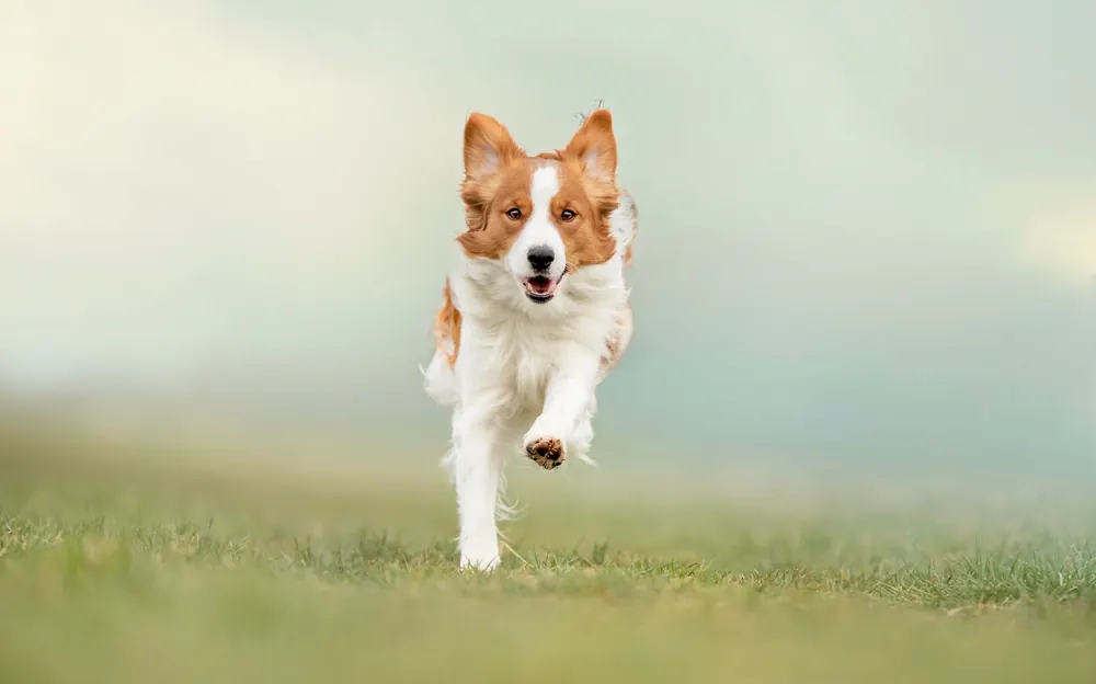 Ein Hund rennt beim Rückruf freudig über eine neblige Wiese