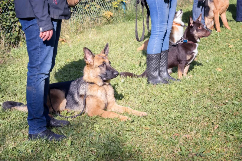 Social Walk der Hundeschule Julia Fuchs