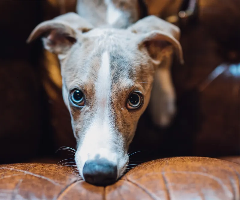 Junger Windhund mit hellblauen Augen schaut neugierig über eine Sofalehne